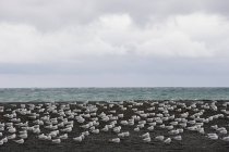 Чайки на черном пляже — стоковое фото