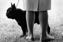 Жінка з собакою в парку — стокове фото