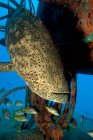 Goliath grouper and structure, underwater view — Stock Photo