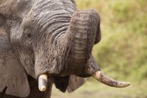 One big African elephant — Stock Photo