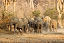 Стадо африканских слонов в движении — стоковое фото