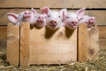 Five piglets in wooden crate — Stock Photo