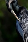 Close-up view of beautiful american darter at Anhinga Trail, everglades national park — Stock Photo
