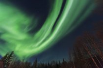Vista di alberi sagomati e aurora boreale di notte — Foto stock