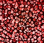 Micrografia eletrônica de varredura de glóbulos vermelhos — Fotografia de Stock