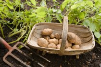 Potatoes in a basket with pitchfork at garden — Stock Photo