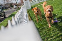 Две собаки бегают по траве и играют в саду — стоковое фото