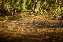 Alligator in swamp at Wakulla Springs — Stock Photo