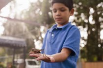 Мальчик наблюдает за кузнечиком в саду — стоковое фото