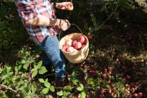 Imagem cortada de homem pegando maçãs em pomar de fazenda orgânica — Fotografia de Stock