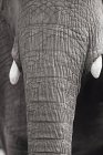 Nahaufnahme des Elefantenrüssels — Stockfoto