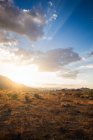 Sun lighted Joshua Tree National Park, California, USA — Stock Photo