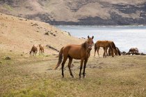 Pâturage de chevaux en plein champ sur ua huka, Polynésie française — Photo de stock