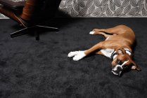 Hund legt sich auf Teppich — Stockfoto