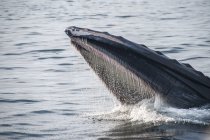 Humpback whale feeding on water surface, Provincetown, Massachusetts, USA — Stock Photo