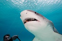 Shark in the sea — Stock Photo