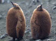 Fluffy king penguin chicks on beach — Stock Photo