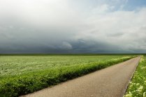 Sendero y campos verdes bajo el cielo nublado - foto de stock