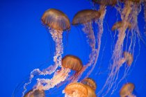 Grupo de medusas de ortiga marina bajo agua azul - foto de stock
