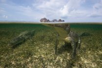 Dinosaurio en el agua, un pedazo grande de un cocodrilo - foto de stock