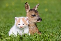 Fawn and kitten resting on green grass in sunlight — Stock Photo