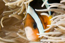 Close up shot of anemone fish under water — Stock Photo