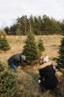 Madre y bebé observando al hombre cortar árboles en la granja de árboles de Navidad, Cobourg, Ontario, Canadá - foto de stock