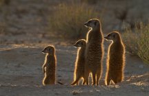Meerkats tomando el sol de la mañana - foto de stock