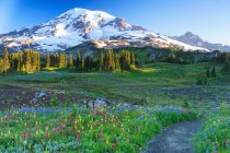 Літній альпійський дикий квітковий луг — стокове фото