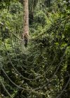 Людина перетину Мотузковий міст в лісі, бан Неглюанг, провінція Шамссак, Paksong, Лаос — стокове фото