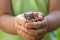 Little girl holding gray mouse in hands — Stock Photo