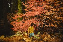 Joven caminando por el bosque cerca de Shaver Lake, California, EE.UU. - foto de stock