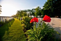 Flowers growing on graves — Stock Photo