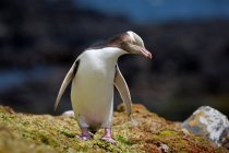 Pinguim-de-olhos-amarelos — Fotografia de Stock