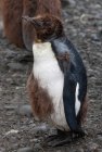 Re pinguino pulcino — Foto stock