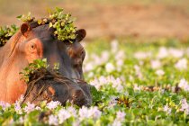 Nilpferd suhlt sich zwischen Blumen — Stockfoto