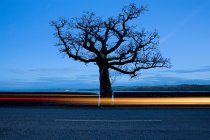 Blick auf Straße und Baum bei Tarbert — Stockfoto