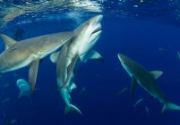 Alimentação de tubarões de recife do Caribe, vista subaquática — Fotografia de Stock