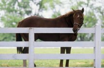 Коричневая лошадь рядом с белым забором — стоковое фото