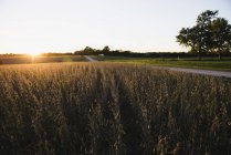 Landstraße und Sojabohnenfeld bei Sonnenuntergang, Missouri, USA — Stockfoto