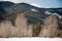 Árvores nuas e montanhas — Fotografia de Stock