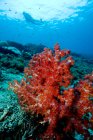 Corales blandos y buceador. - foto de stock