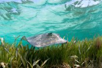 Sting ray nadando en agua tropical - foto de stock