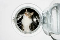 Gato na máquina de lavar roupa — Fotografia de Stock