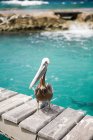 Pelikan auf Holzsteg an sonnigen Tagen, Curaçao, Antillen — Stockfoto