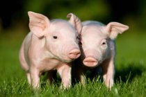 Two piglets on green grass in bright sunlight — Stock Photo