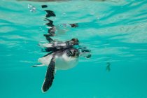 Tortuga marina verde juvenil nadando en el agua - foto de stock