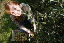 Jovem mulher colhendo maçãs frescas — Fotografia de Stock