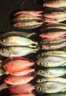 Свіжі риби на продаж — стокове фото
