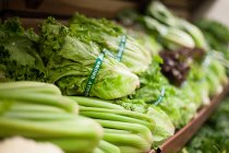 Row of green salad vegetables on shelf — Stock Photo